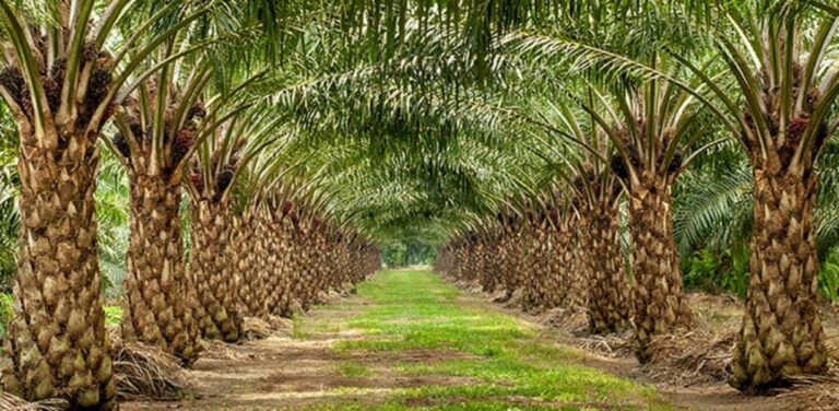 Usaha Perkebunan Yang Paling Menguntungkan Terbaru