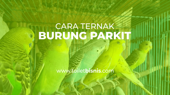 Cara Ternak Burung Parkit Mulai Pakan Hingga Cara Perawatan