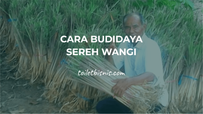 Cara Budidaya Sereh Wangi Di Kebun Atau Hidroponik